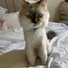 قط مفقود في المهدية