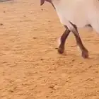 مطلوب غنم مثل اللي بالصوره