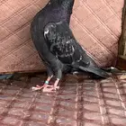 الوعد بكره سوق الطيور بالمدينة  منزل تيادي وتراك طيبه