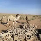 بكره مفروده كفو
