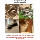 قط مفقود في عرقه