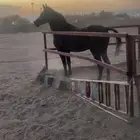 مهر لا يجي إلا صامل