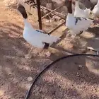 بط للبيع