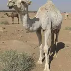 بكره عونيه