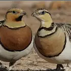 للبيع قطا