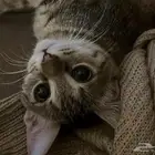 قطه للتبني العاجل