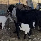 معزا مواليد