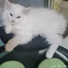 كتن ذكر مكس شيرازي و هملايا