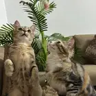 قطط لتبني