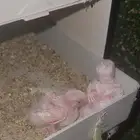 فرخين روز البينو عيون حمر