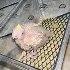 فرخ كروان ( كوكتيل )