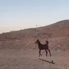 مهره شعبيه فاخره للبيع