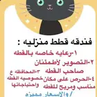 فندقه قطط