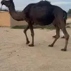 لقحه تنتج برابعها في الجر مشروطه