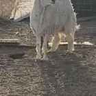 الارشاويه