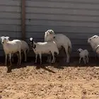 رفيديات طيبات ومشروطات من جميع حاجه كبار سن