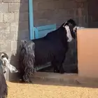تيس عارضي