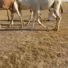 قعود علياني ضغط عالي