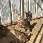 دجاجه عربي ماكنتوش مفرخه و ديك