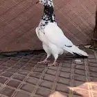 اثنى بكستانيه منتجه للبيع