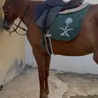 حصان للبيع
