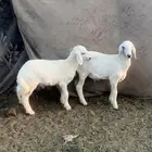 البيع