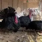 رومي امريكي نادر