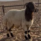 طلي للبيع