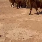 معزاء قبرصياات جروم فاخخره