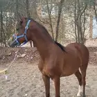 مهر شعبي كفو