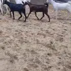 عنقان