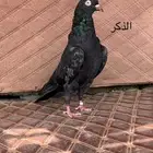 جوز بكستاني كالو تيدي تب التب منتج