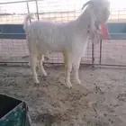 عرض بيع تيس مشروك ابيض