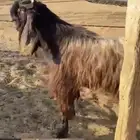 تيس شامي طيب