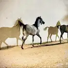 مهرة عربية أصيلة حفيدة كرونيك