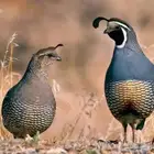 سمان كاليفورنيا