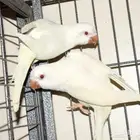 كويكر ابيض زوج تم البيع