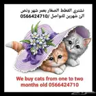 نشتري قطط بعمر شهر ونص لما شهرين