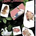 يوجد لدينا بط بكيني