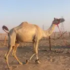 هجن لقحه طيبه قربب ولدها ثنو طيب