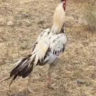 ديك نسل أبوريتاج
