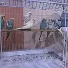 للبيع جوز أو الحبه طيور الحب