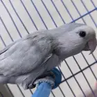 ذكرين روز شرط للبيع