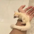 شوقر قلايدر اليف جدا