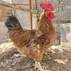 ديك للبيع عمر 9شهور حجم تم بيع