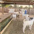 تيوس ذبائح مرباه ثلاثه شهور صحتها طيبه