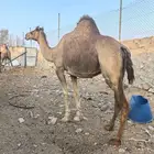 نياق دهم ملاقي علي ولاد نصوف هدايا طيبه ومشروطه