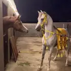 حصان واهو فاخر حفيد غزال الشقب