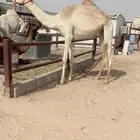 بنت سياف