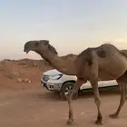 فحل ثني حمر